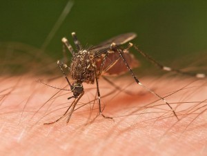 795px-Mosquito_Tasmania_crop-300x226