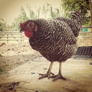 Credit: Tom Sofield/NewtownPANow.com