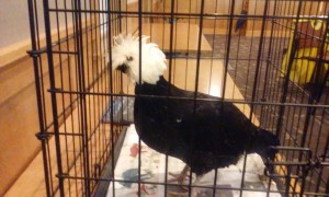 A Polish Silkie breed of chicken at the Foodshed event.  Credit: Ingrid Sofield/NewtownPANow.com