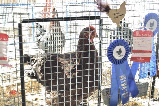 Credit: Ingrid Sofield/NewtownPANow.com