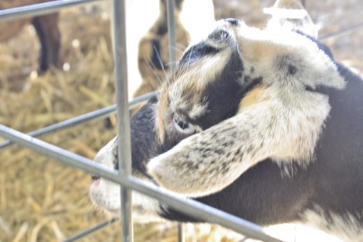 Credit: Ingrid Sofield/NewtownPANow.com
