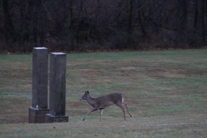 A deer runs after hearing a shotgun blast at Bucks County Community College near the border with the park. Credit: Tom Sofield/NewtownPANow.com